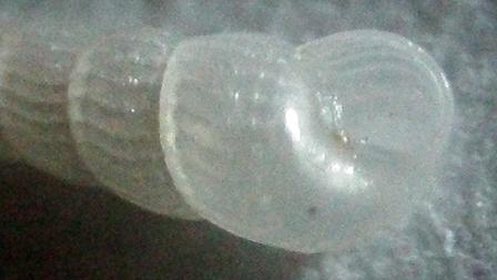 Chrysallida indistincta ?